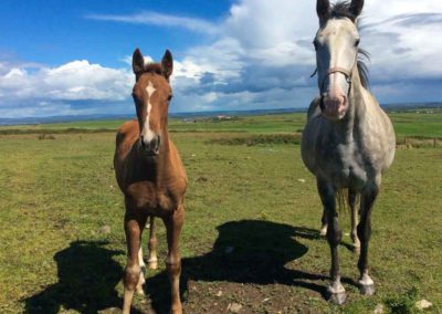 Horses of Kerry